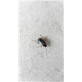 大连灭白蚁15 