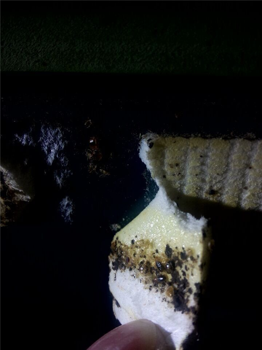 大连灭蚂蚁27 