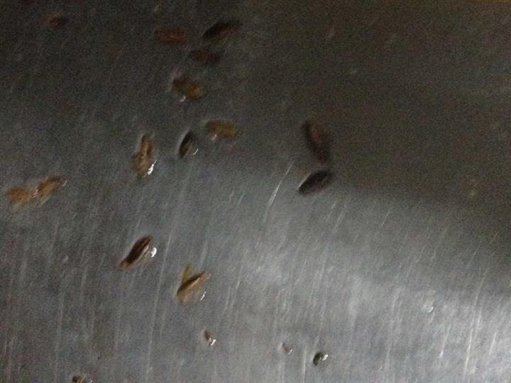 大连灭鼠公司5 