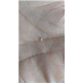 大连灭白蚁21 