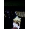 大连灭蚂蚁27 
