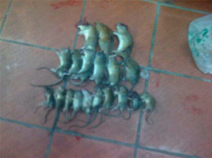 大连灭蟑螂电话 