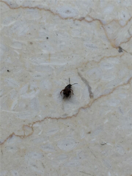 大连灭蚂蚁6 