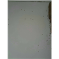 大连灭鼠就找大连瑞德灭鼠公司1 