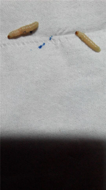 大连灭鼠 