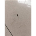 大连灭白蚁7 