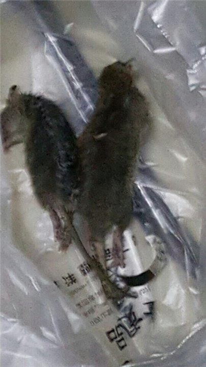 大连灭鼠 