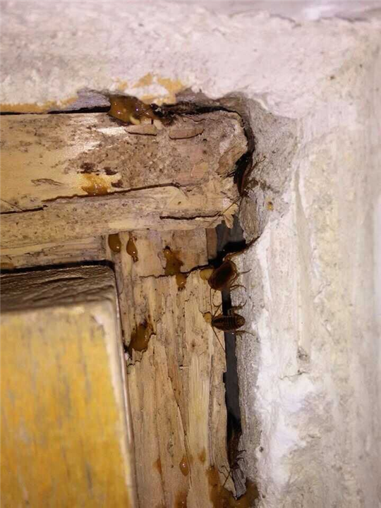 大连灭蟑螂专家电话 