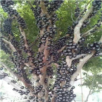 惠州嘉宝果