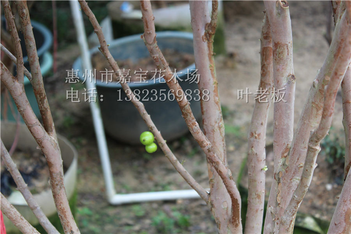 广东嘉宝果苗、中山嘉宝果苗、福建嘉宝果苗