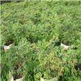 东莞嘉宝果苗种植基地/ 广东嘉宝花木场 