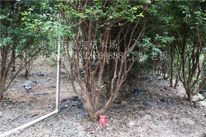 惠州嘉宝果苗、中山嘉宝果苗、东莞嘉宝果苗