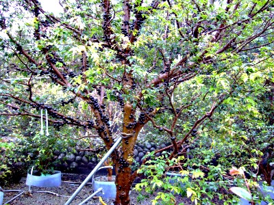 石坝嘉宝果苗价格|博罗嘉宝果种植技术