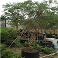 广西嘉宝果苗园|荔浦嘉宝果苗种植基地 
