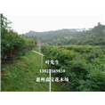 河源嘉宝果苗批发；广东嘉宝果酒价格 