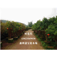河源连平嘉宝果苗批发@河源嘉宝果供应 