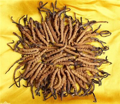 金牛区虫草回收，金牛区回收虫草，成都冬虫夏草回收公司
