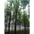 河南楸树基地#河南楸树苗行情