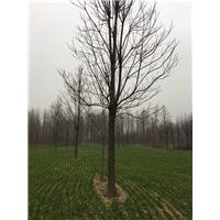 天津楸树 