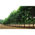 河南速生楸#金丝楸#速生楸苗#金丝楸苗 
