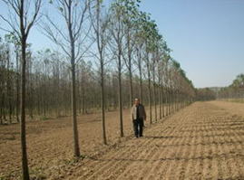 河南楸树种植#河南楸树种植基地
