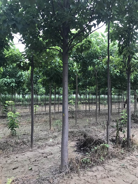 天津楸树价格 
