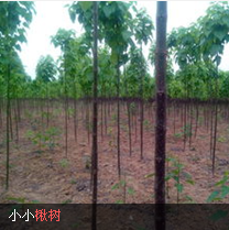 求购河南楸树#河南楸树出售
