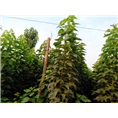 河南金丝楸种植#金丝楸基地#金丝楸供应 