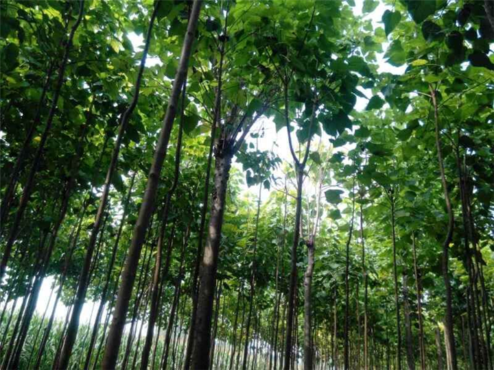 楸树价格#河南楸树价格#河南楸树批发