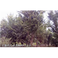 河南楸树价格#河南楸树苗价格