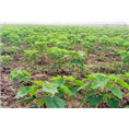 河南楸树#河南楸树苗#河南楸树小苗