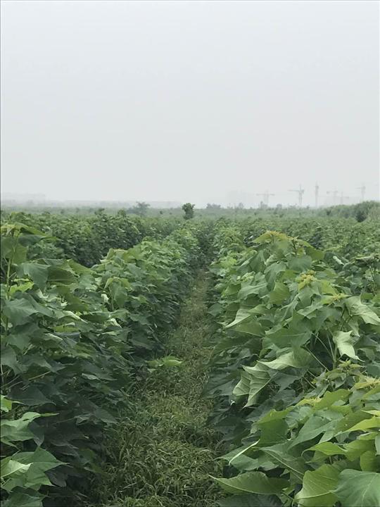 天津楸树小苗 
