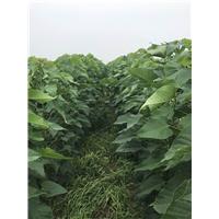 天津楸树小苗 