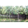 河南楸树苗批发楸树3-5公分大量销售 