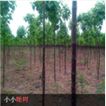 求购河南楸树#河南楸树出售
