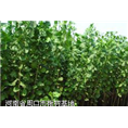 求购天津楸树#栾树#女贞 