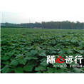 河南金丝楸树哪里有卖@河南金丝楸树 