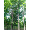 求购河南楸树#河南楸树小苗