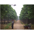 河南楸树小苗|报价|基地