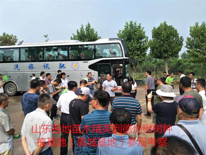 山东各地苗木精英到德州楸树基地考察 