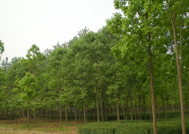 河南楸树#楸树苗#河南楸树苗报价 