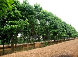 河南楸树基地|河南楸树种植