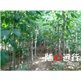 河南速生楸树种植@天津速生楸树种植 