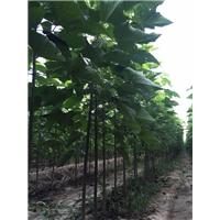 天津楸树小苗|天津楸树求购 