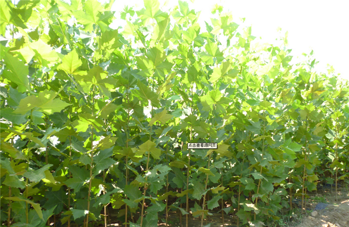天津楸树批发#天津楸树种植#天津楸树种植基地 