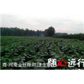 河南楸树批发#楸树苗种植基地 