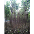 河南楸树出售#河南楸树报价#楸树供应