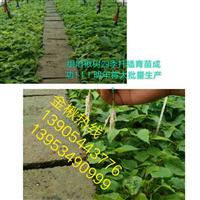 天津楸树 