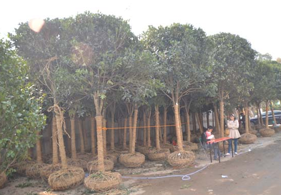 河南楸树价格++河南楸树一棵多少钱