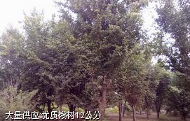 河南楸树价格#河南楸树苗价格